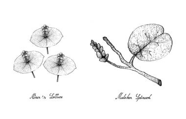 Elle çizilmiş Miner's marul ve Malabar ıspanak