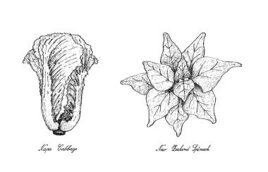 Elle çizilmiş Napa lahana ve Yeni Zelanda ıspanak