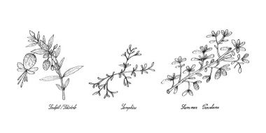Hand Drawn of Sculpit or Stridolo, Samphire and Summer Purslane clipart