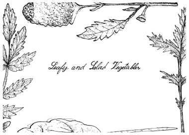 Elle çizilmiş olan yapraklı ve salata sebze