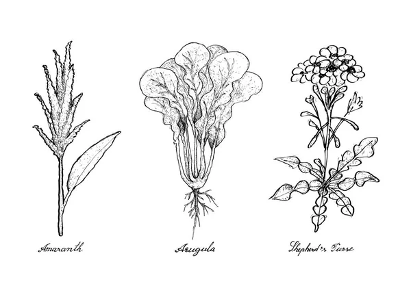 Hand getrokken van amarant, rucola en herder van portemonnee — Stockvector