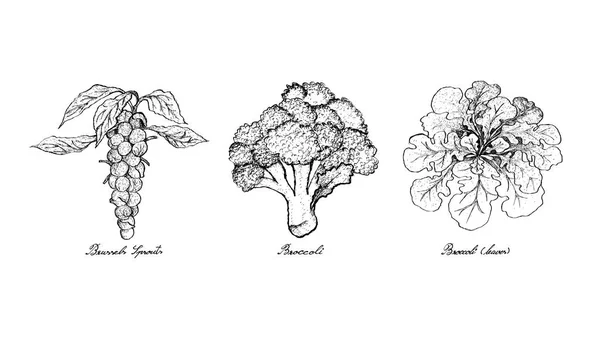 Dibujado a mano de Bruselas, brotes de brócoli y brócoli — Vector de stock