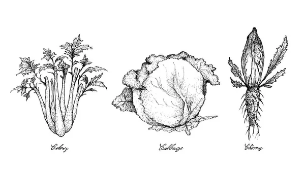 Hand getrokken van selderij, kool en witloof — Stockvector