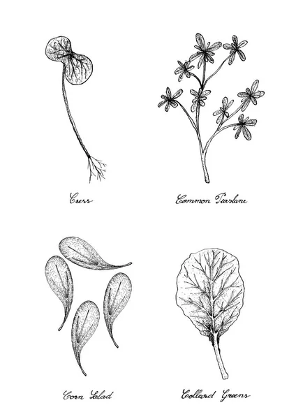 Кресс, Коммон Пурслейн, Кукурузный салат и Коллард Грин — стоковый вектор