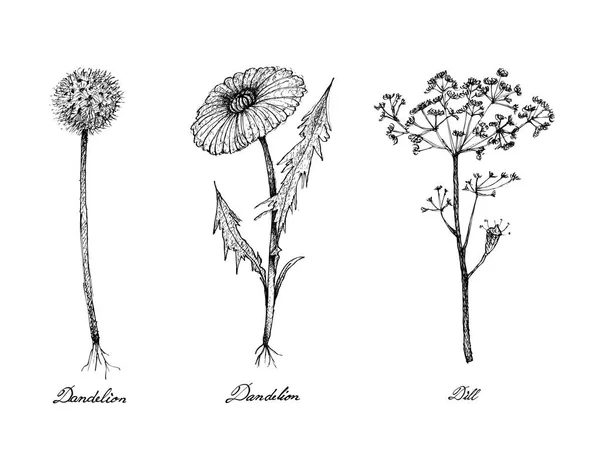 Ručně kreslenou Pampeliška a rostliny kopru — Stockový vektor