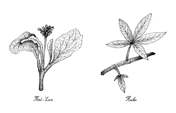 Dessiné à la main des feuilles de Kai Lan et Kuka — Image vectorielle