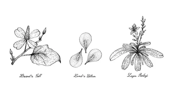 Dessinée à la main de la queue de lézard, de la laitue d'agneau et de Lagos Bologi — Image vectorielle