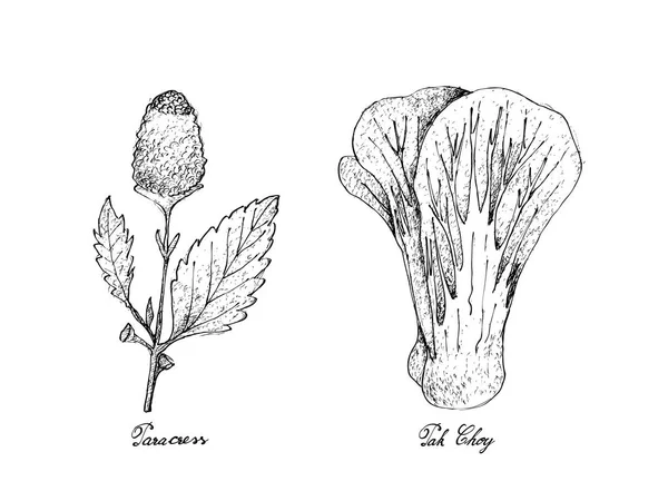 Ручной рисунок Паракресс и Пак Чой — стоковый вектор