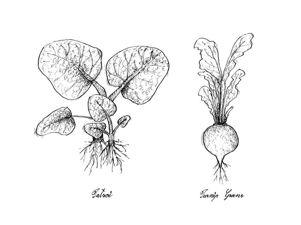 Ручной рисунок из зелени Тацоя и Репы — стоковый вектор