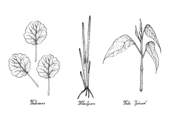 Disegnato a mano di crescione, erba di grano e spinaci d'acqua — Vettoriale Stock