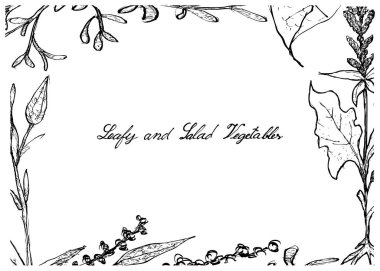 Elle çizilmiş olan yapraklı ve salata sebze