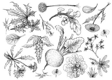 Hand Drawn of Leafy and Salad Vegetable clipart