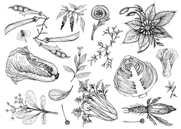Dibujado a mano de verduras de hoja y ensalada — Archivo Imágenes Vectoriales