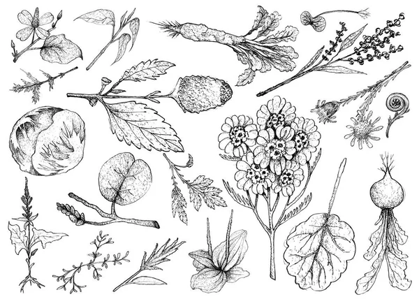 Desenho à mão de Legumes Folhosos e Salada —  Vetores de Stock