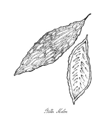 Elle çizilmiş taze yeşil acı kavun