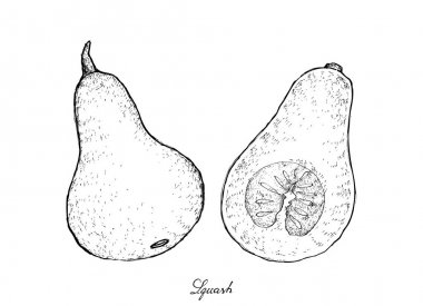 Elle Squash beyaz bir arka plan üzerinde çizilmiş