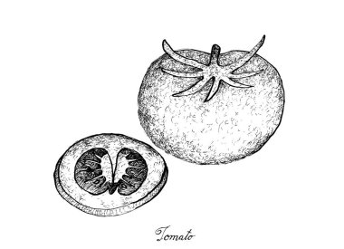 Elle çizilmiş lezzetli taze kırmızı domates