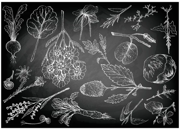 Dessiné à la main de légumes-feuilles et de salade — Image vectorielle