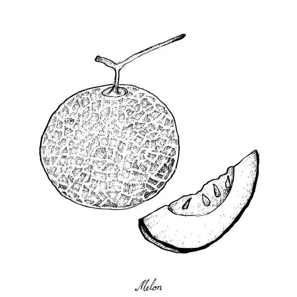 Dibujado a mano de melón maduro y dulce — Vector de stock