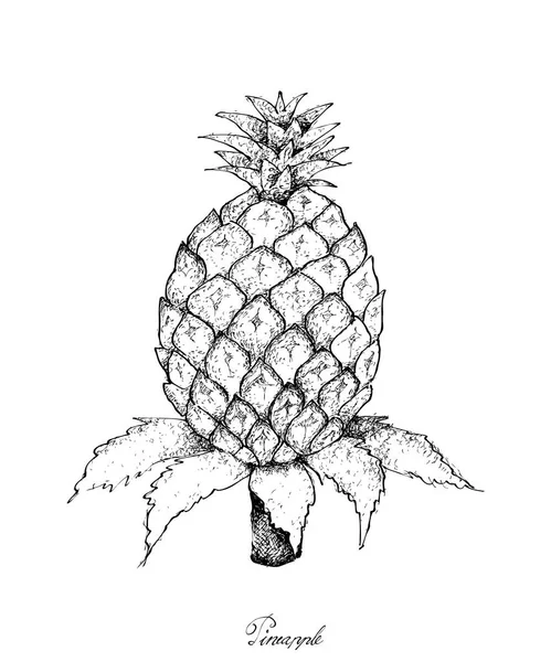 Dibujado a mano de piña orgánica dulce fresca — Archivo Imágenes Vectoriales