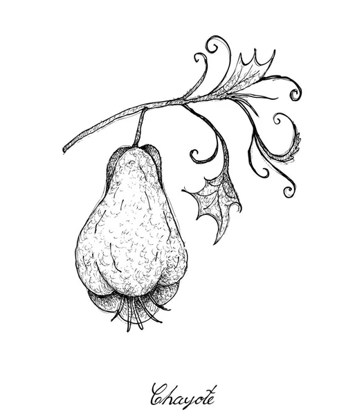 Dibujado a mano de frutas frescas de Chayote verde con una planta — Vector de stock