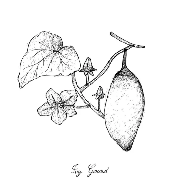 Coccinia 柚果或长春藤葫芦的手绘 — 图库矢量图片