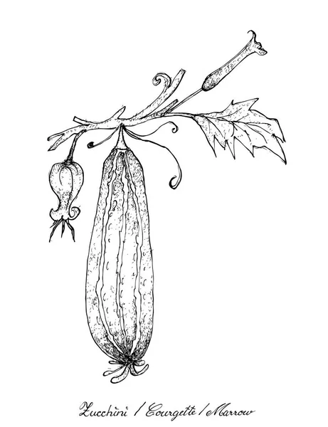 Dessiné à la main de courgettes fraîches avec des fleurs — Image vectorielle