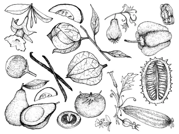 Dibujado a mano de calabaza y calabaza Frutas — Archivo Imágenes Vectoriales