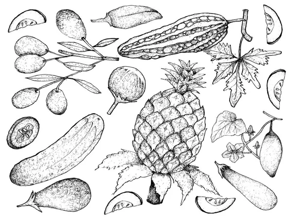Dibujado a mano de calabaza y calabaza Frutas — Archivo Imágenes Vectoriales