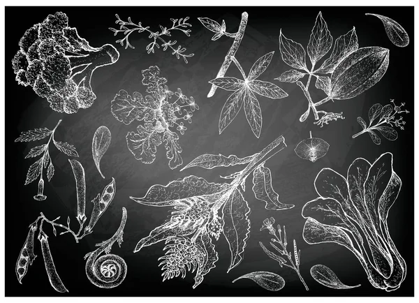 Hand Drawn of Leafy and Salad Vegetable — Stock Illustration Hand Drawn of Leafy and Salad Vegetable Stock Vector