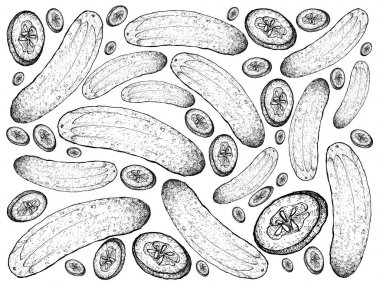 Elle çizilmiş taze yeşil salatalık arka planını