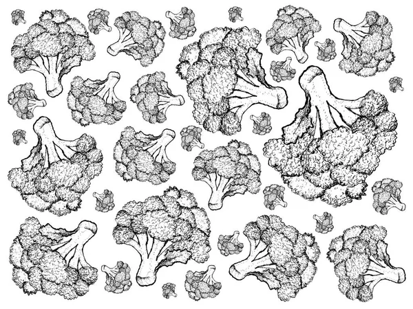 Mão desenhada de brócolis cru fresco em fundo branco — Fotografia de Stock
