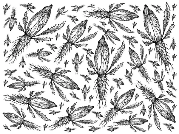 Hand Drawn of Fresh Green Chicory Background — Stock Photo, Image