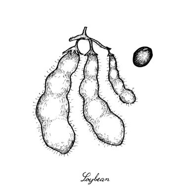 Elle çizilmiş lezzetli taze yeşil soya fasulyesi