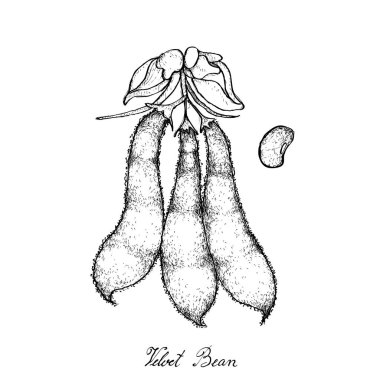 Hand Drawn of Velvet Bean Pods on White Background clipart