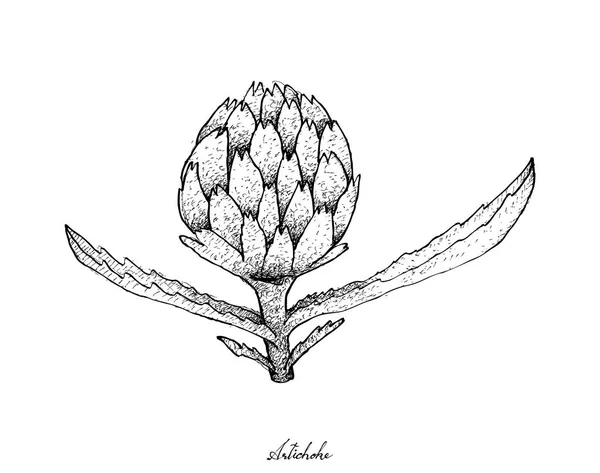 Dessiné à la main d'artichaut frais sur fond blanc — Image vectorielle