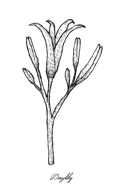 Hand gezeichnet von frischer Taglilie auf weißem Hintergrund — Stockvektor