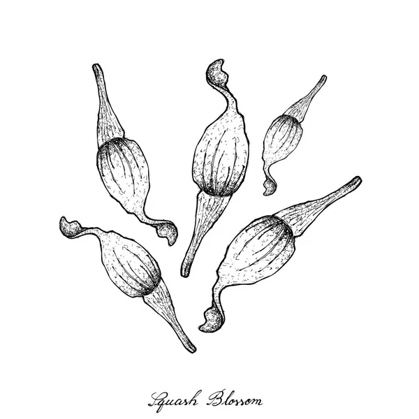 Dibujado a mano de flores de calabaza sobre fondo blanco — Vector de stock