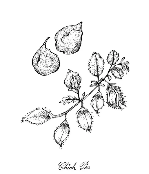 植物にひよこ豆のポッドの描かれた手 — ストックベクタ