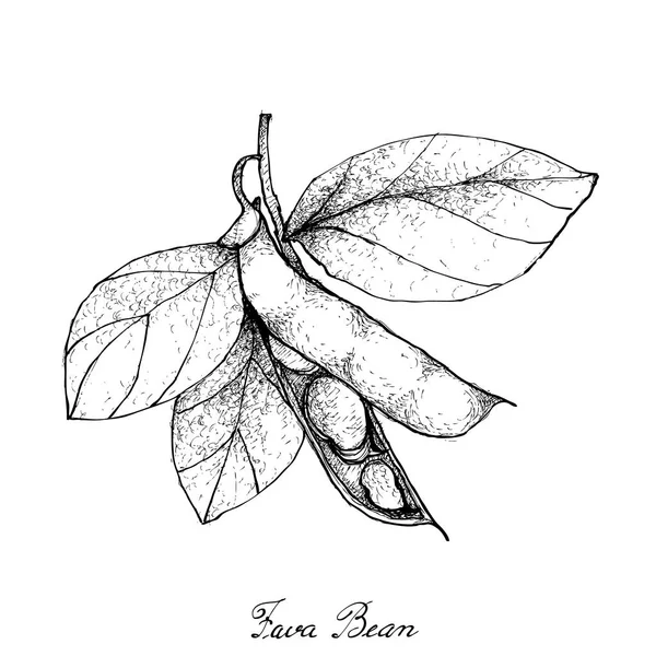 Hand Drawn of Fresh Green Fava Bean — Stock Vector