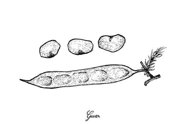 Hand getrokken van verse Cluster Bean of Guar — Stockvector