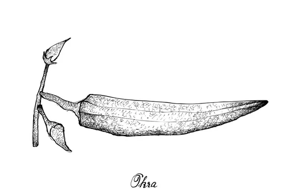 Elle taze bamya bitki beyaz arka plan üzerinde çizilmiş — Stok Vektör