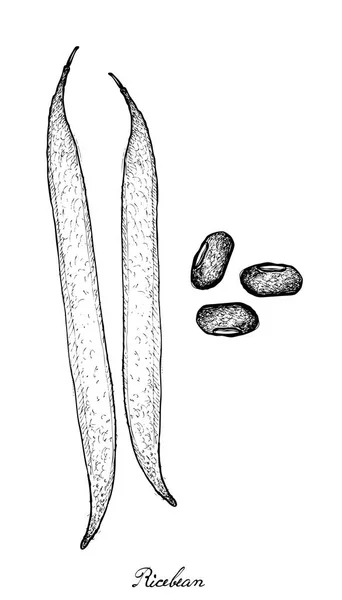 Dibujado a mano de vaina de arroz y granos — Archivo Imágenes Vectoriales