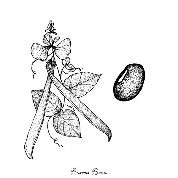Hand Drawn of Fresh Green Runner Bean Plant — Stock Vector