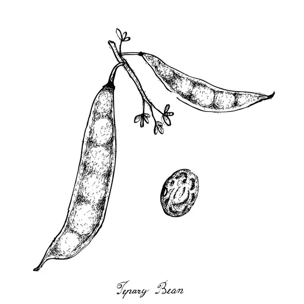 Tepary 豆 Podss の白い背景の上に描画の手 — ストックベクタ