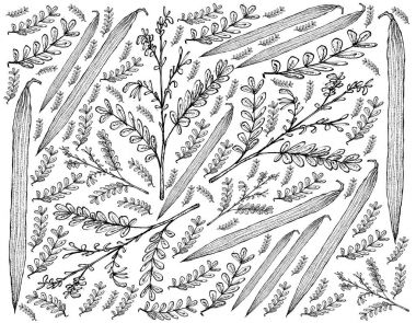 Elle çizilmiş Moringa meyve arka plan ve baget