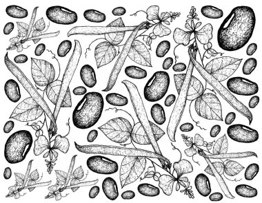 Elle çizilmiş Runner Bean bitkiler arka planını