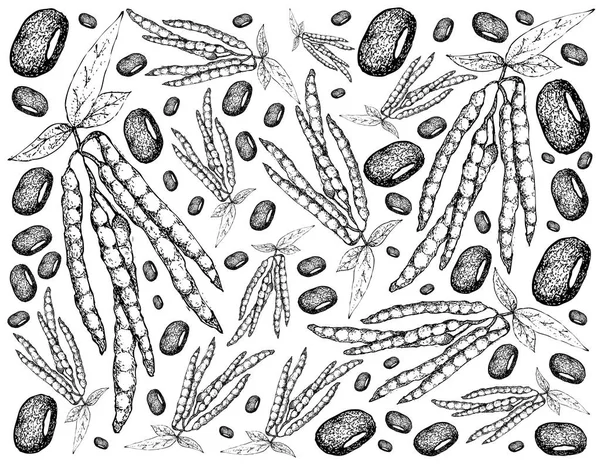 小豆植物背景的手绘 — 图库矢量图片