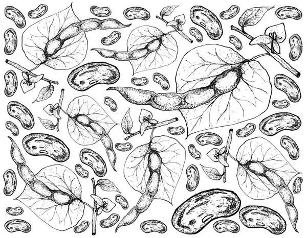 普通豆科植物背景的手绘 — 图库矢量图片