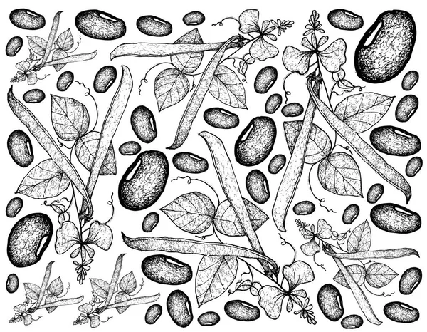 Mão desenhada de plantas de feijão corredor fundo —  Vetores de Stock